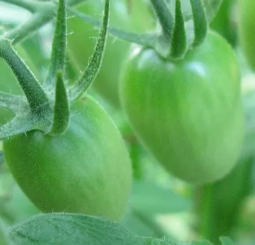 Tomate Green Grape