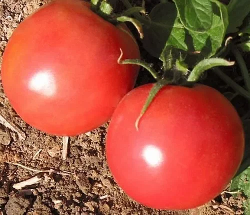 Tomate Market Wonder