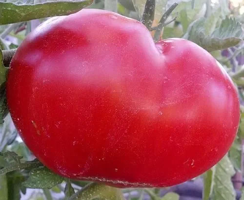 Tomate Mortgage Lifter