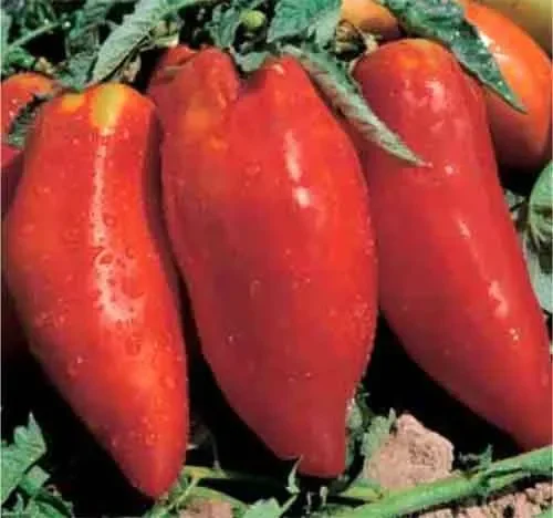Tomate Piramide
