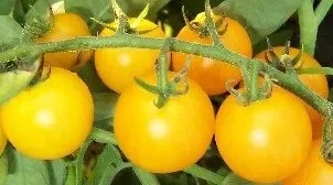 Tomate Reinhards Goldkirsche