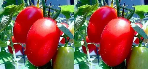 Tomate Rio Fuego