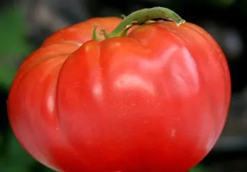 Tomate Thessaloniki