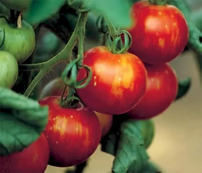 Tomate, Tigerella, Lycopersicon lycopersicum