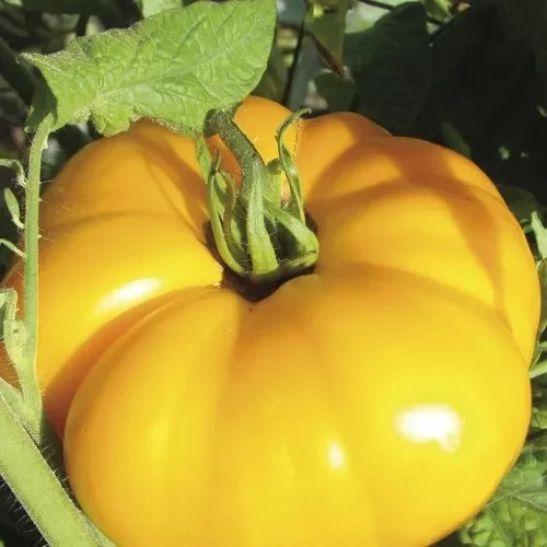 Tomate Yellow Brandywine