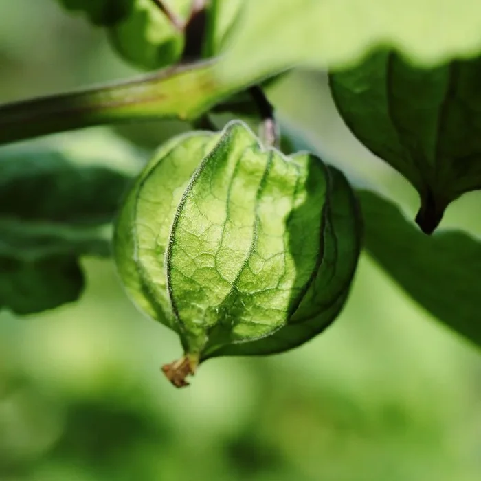 Tomatillo Grün