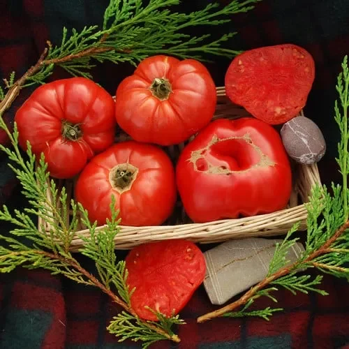 Tomato Henderson’s Winsall