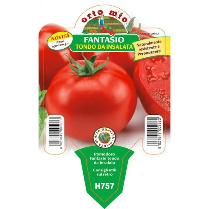 Tondo Fantasio F1 Tomatensetzling in Vase
