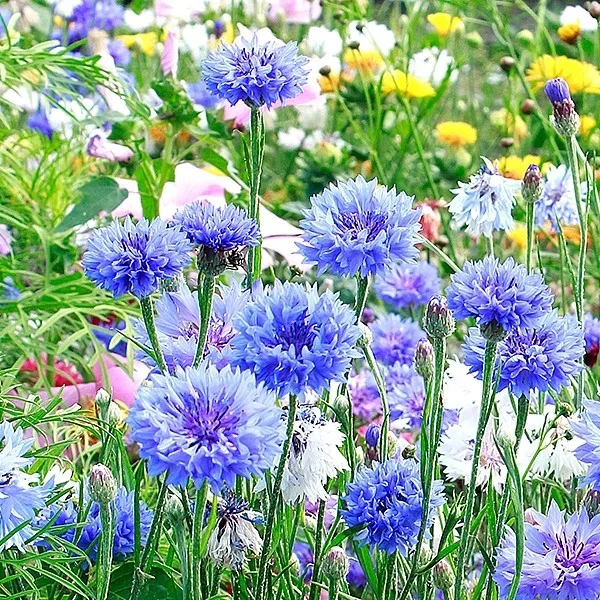 Topf-Kornblume ‚Florence Blue‘