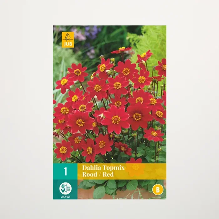 Topmix-Dahlie rot – Knolle