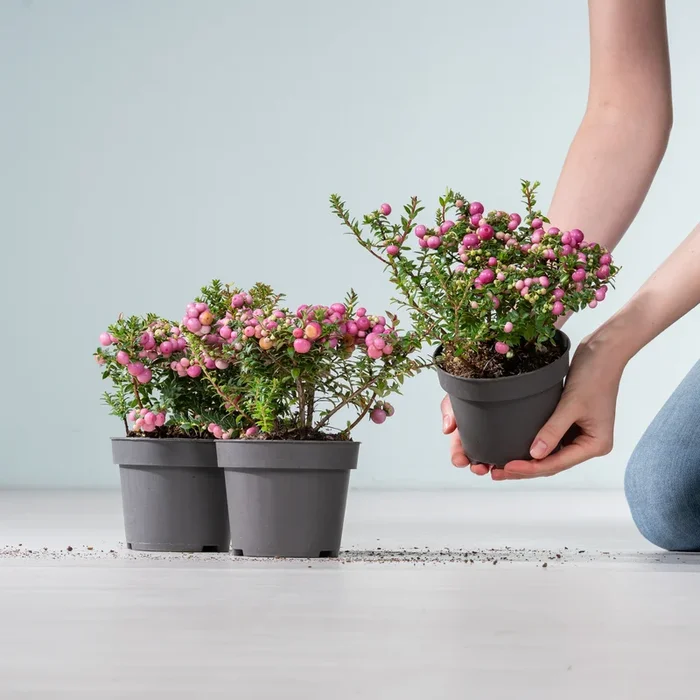 Torfmyrthe Rosa – 3 Stück