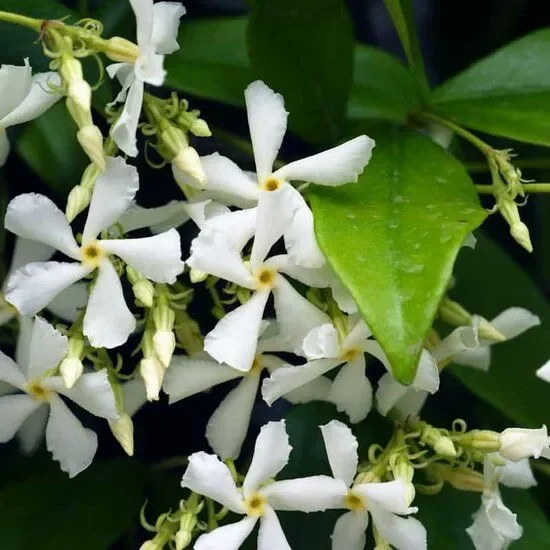 Trachelospermum jasminoides – Chinesischer Sternjasmin