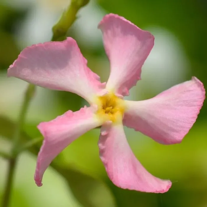 Trachelospermum jasminoides Pink Showers – Chinesischer Sternjasmin