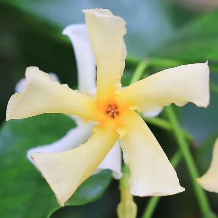 Trachelospermum jasminoides Star of Toscane – Chinesischer Sternjasmin