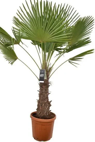 Trachycarpus fortunei – Chinesische Hanfpalme