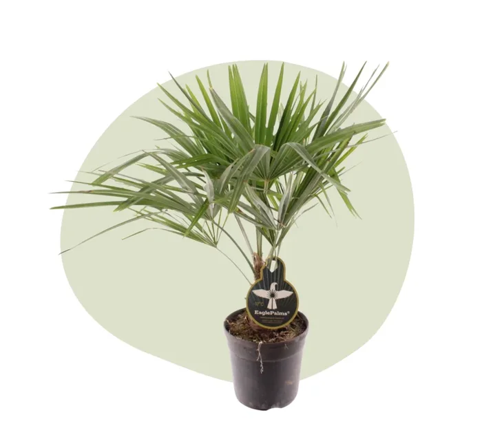 Trachycarpus fortunei – Die einfach zu pflegende Palme für Garten & Balkon