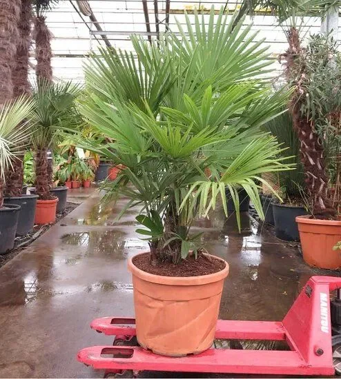Trachycarpus fortunei Multitrunk – Chinesische Hanfpalme