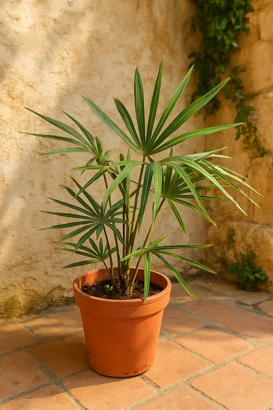 Trachycarpus Fortunei × Nanus – Hybride Hanfpalme