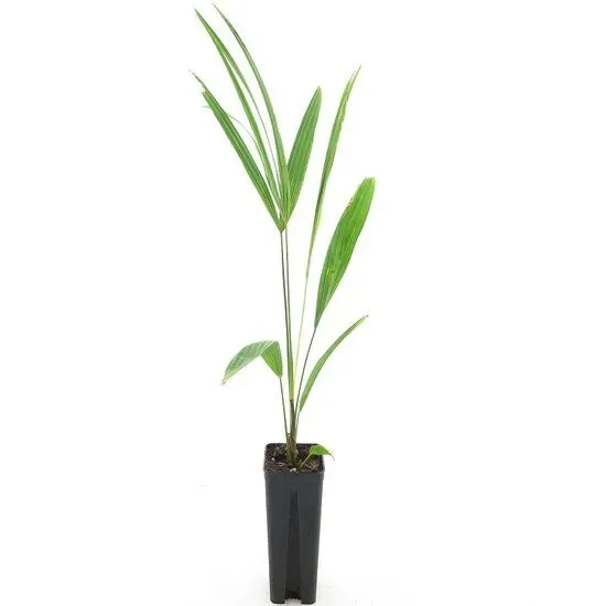 Trachycarpus kumaon x wagnerianus – Trachycarpus hybride