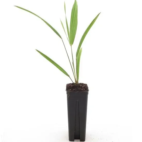 Trachycarpus princeps New Form x wagnerianus – Trachycarpus hybride