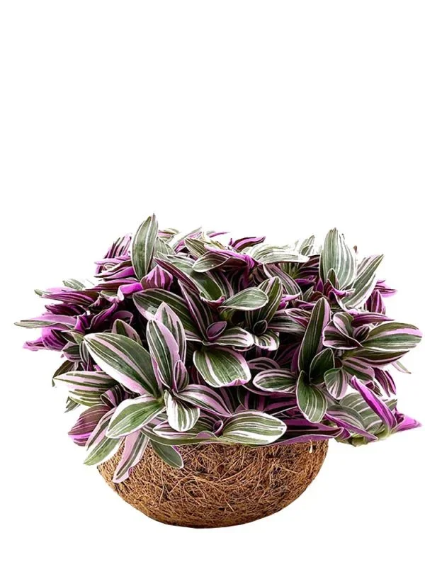 Tradescantia Nanouk Kokodama