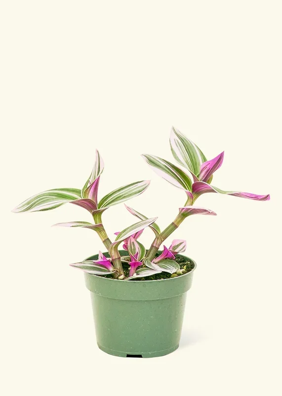 Tradescantia Nanouk (Small)