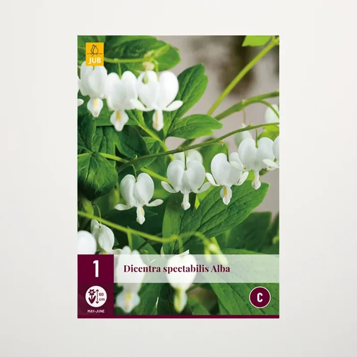 Tränendes Herz ‚Alba‘ – Rhizom