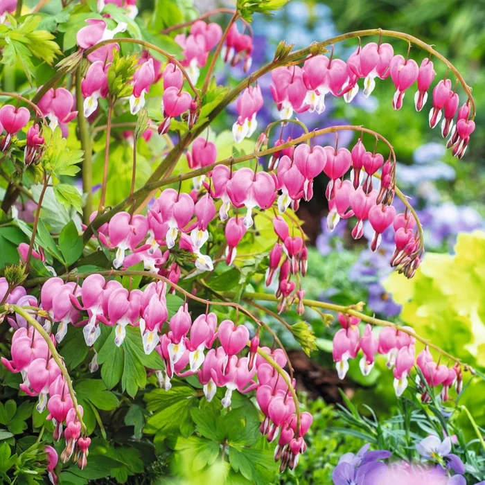 Tränendes Herz ‚RockCollection®‘ Rosa