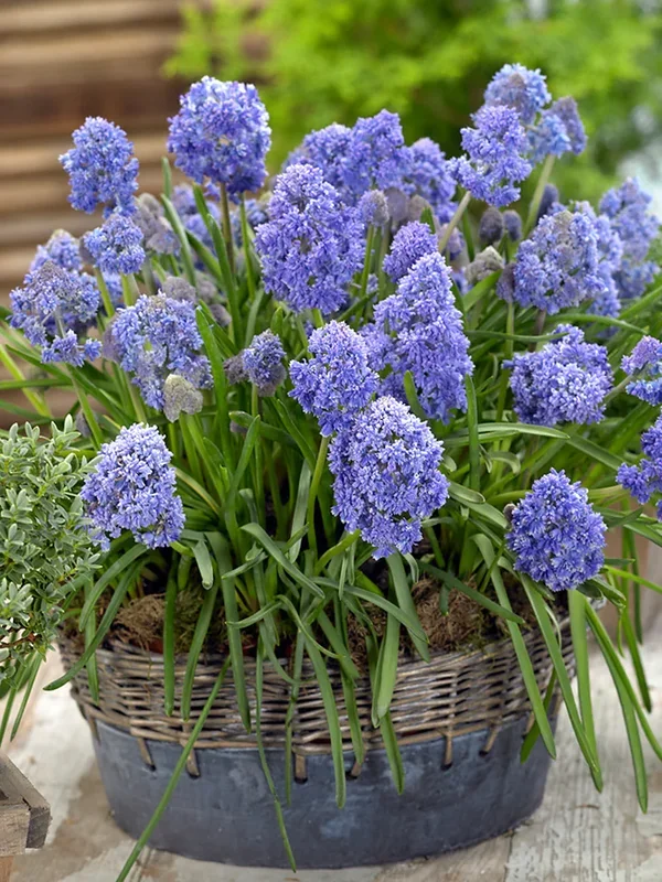 Traubenhyazinthe Fantasy Creation (Muscari)