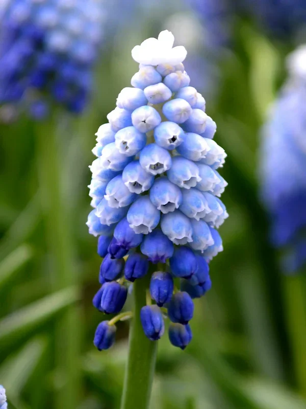 Traubenhyazinthe Mount Hood (Muscari)
