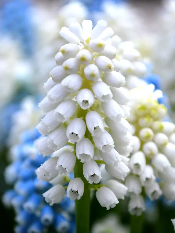 Traubenhyazinthe White Magic (Muscari)