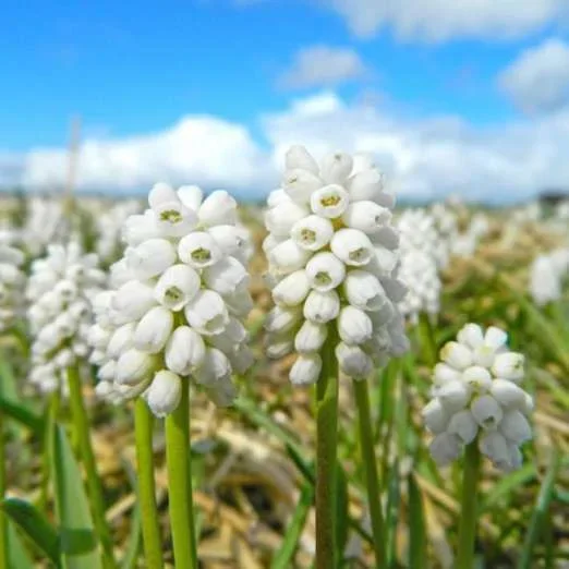 TraubenhyazintheWhite Magic