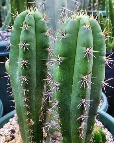 Trichocereus cuzcoensis