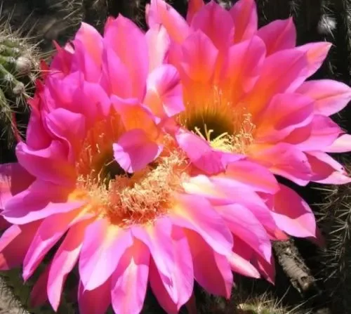 Trichocereus Flying Saucer
