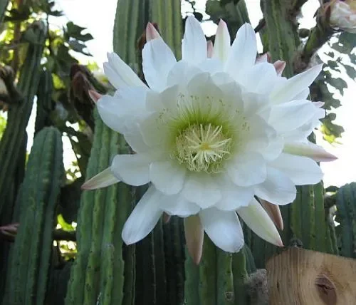 Trichocereus pachanoi