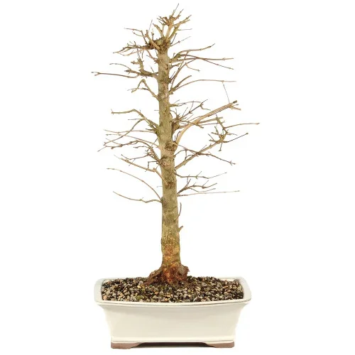 Trident Maple – ST1325TM-O