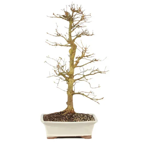 Trident Maple – ST1325TM-Q
