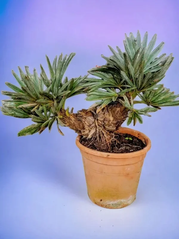 Trithrinax campestris – Blaue Nadelpalme