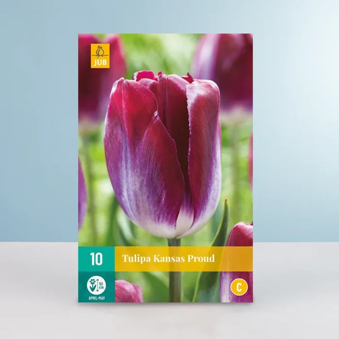 Triumph Tulpe ‚Kansas Proud‘ – 10 Zwiebeln