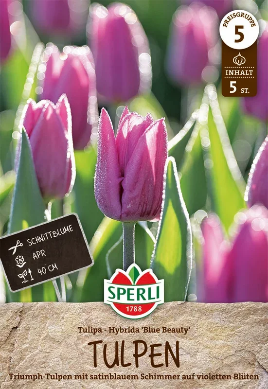 Triumph-Tulpe Blue Beauty (5 Stück)