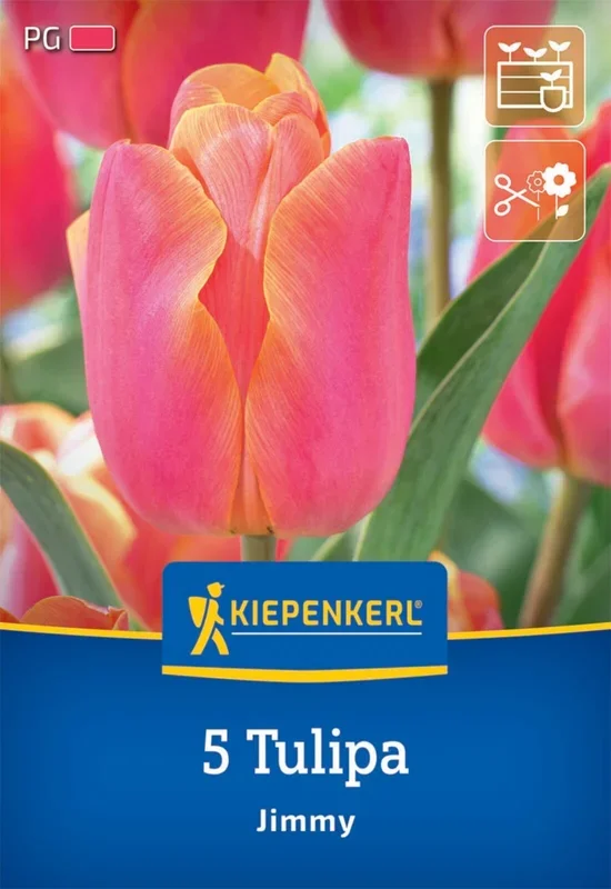 Triumph-Tulpe Jimmy (5 Stück)