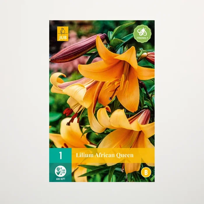 Trompeten-Lilie ‚African Queen‘ – Knolle