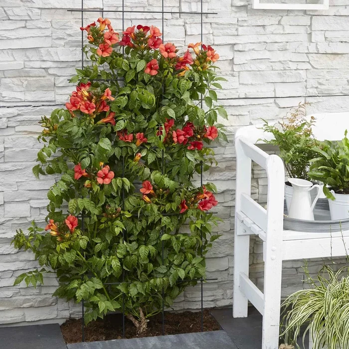 Trompetenblume ‚Fire Trumpet‘