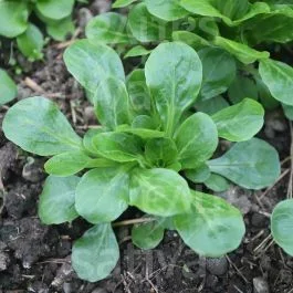 Trophy – Nüsslisalat