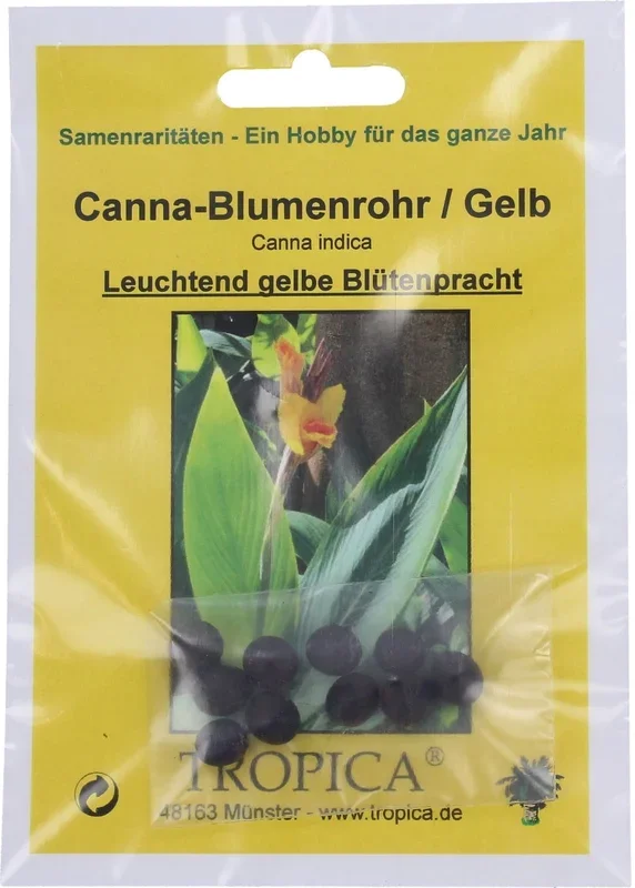 TROPICA Canna-Blumenrohr, Gelb, 10 Korn