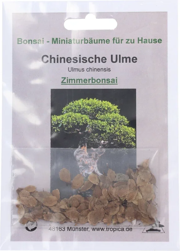 TROPICA Chinesische Ulme