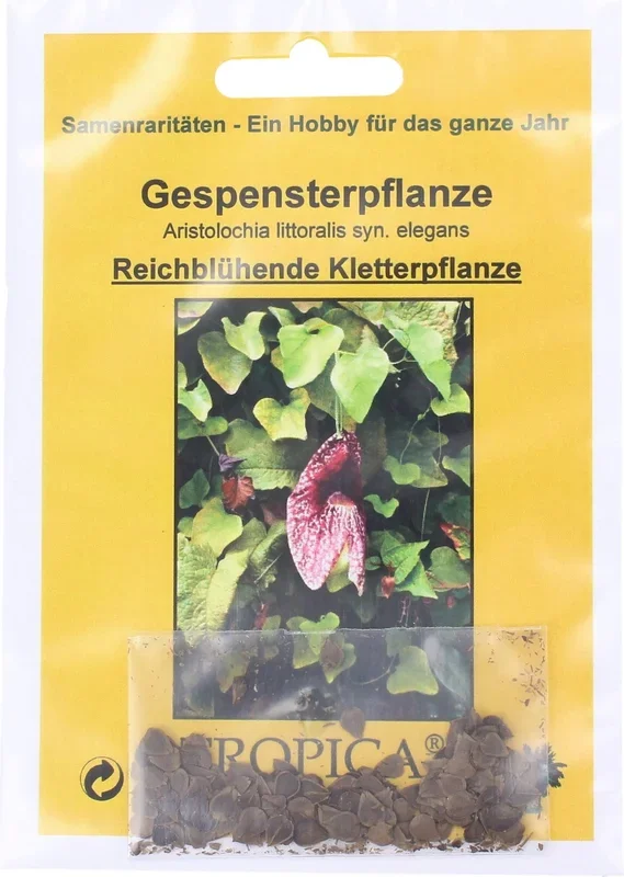 TROPICA Gespensterpflanze