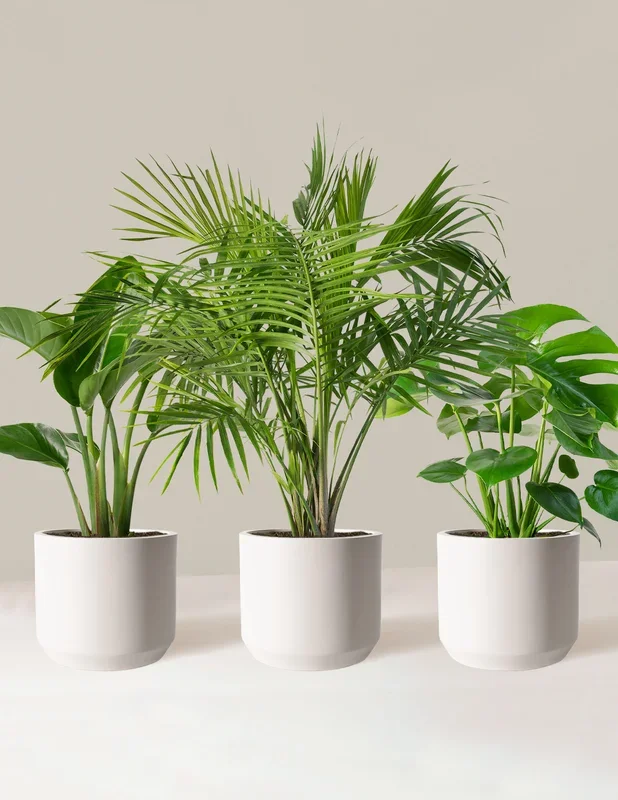 Tropical Trio