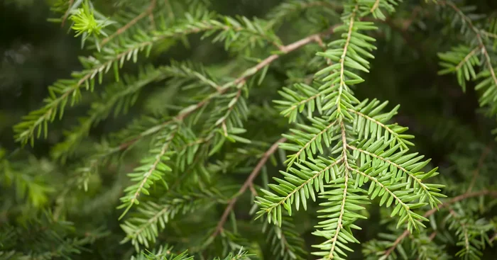 Tsuga canadensis${2}