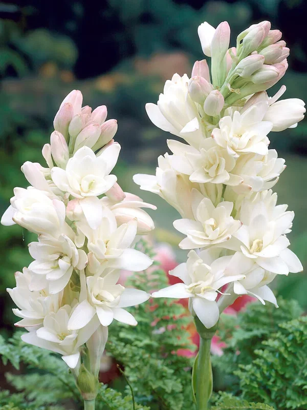 Tuberose The Pearl (Polianthes)